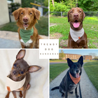 Spring Dog Bandana | Handmade | Premium quality dog accessories